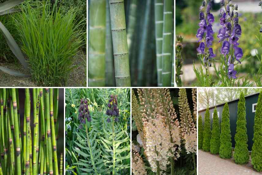 jardin design moderne plantes