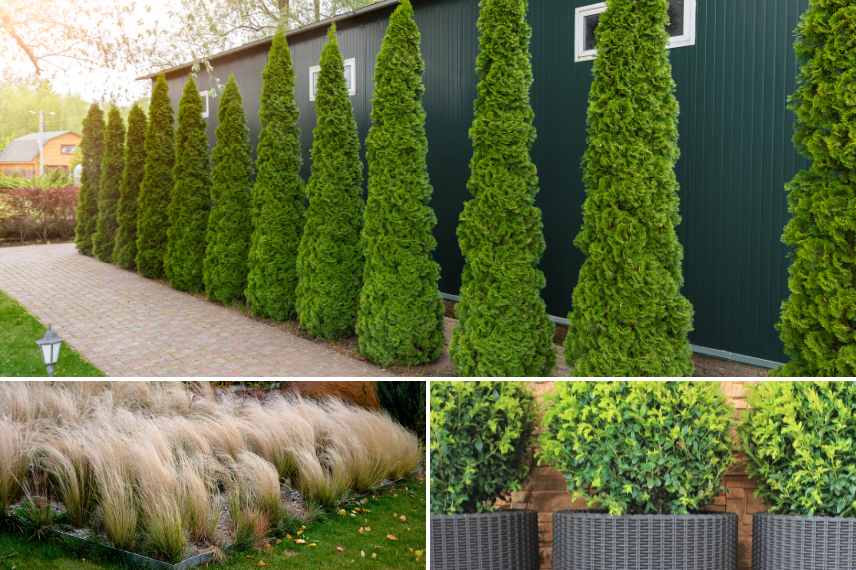 quelles plantes pour un jardin contemporain