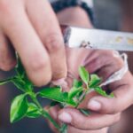 Quel porte-greffe choisir pour des agrumes sains et productifs ?