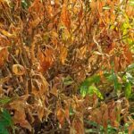 Rien ne pousse dans mon jardin : pourquoi ?