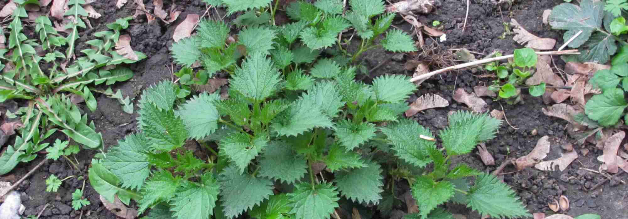 Comment diagnostiquer votre sol grâce aux plantes bio-indicatrices ?