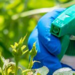 Pucerons, cochenilles : le savon noir est-il vraiment efficace ?