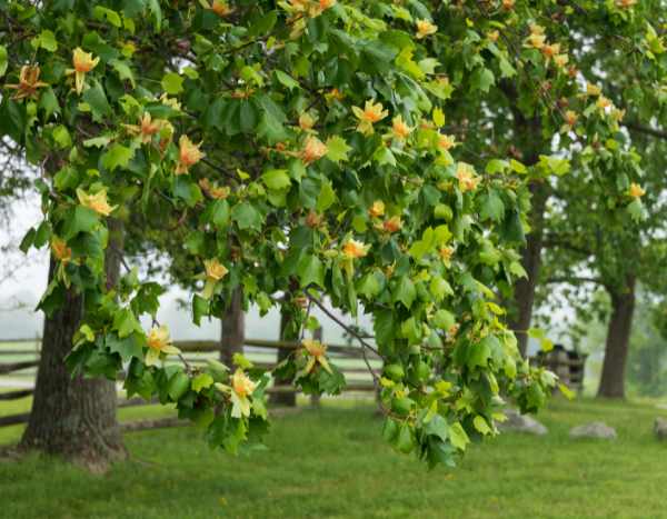 Comment tailler le Tulipier de Virginie ?