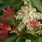 Comment tailler l’Andromède du Japon ou Pieris ?