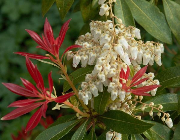 Comment tailler l’Andromède du Japon ou Pieris ?