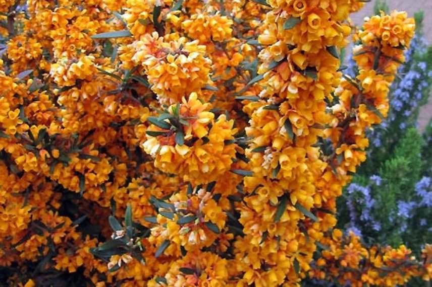 fleurs orange de berberis