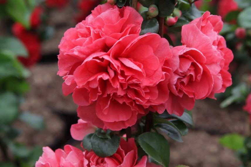 fleurs roses de cognassier du japon