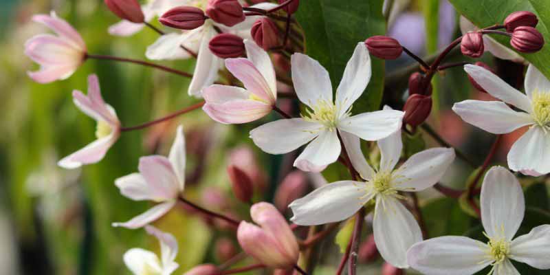 La floraison de la clématite armandii