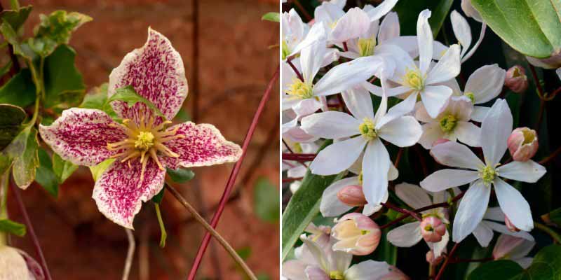 Clematites a floraison hivernale