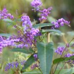 Comment tailler l’Hardenbergia ou glycine australienne ?