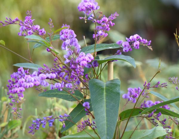 Comment tailler l’Hardenbergia ou glycine australienne ?