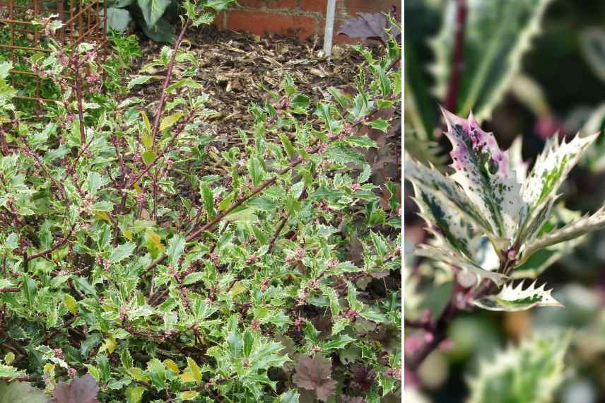 houx feuillage panache rose pourpre