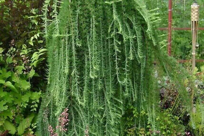 feuillage et port pleureur de conifère