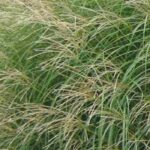 Miscanthus : une sélection de variétés pour pot