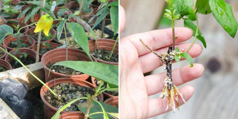 Le bouturage des clematites