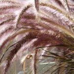 Pennisetum : les meilleures variétés pour pot
