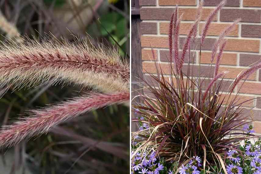 pennisetum pourpre