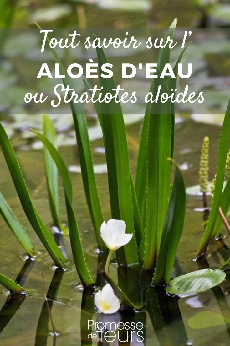 aloes d'eau