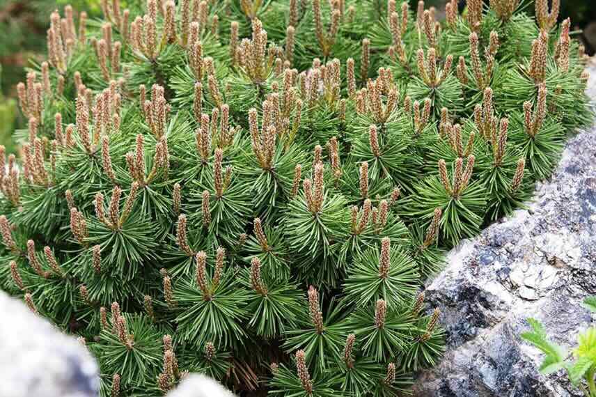 feuillage de Pinus mugo pour rocaille