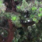 Conifères à feuillage vert : les meilleures variétés