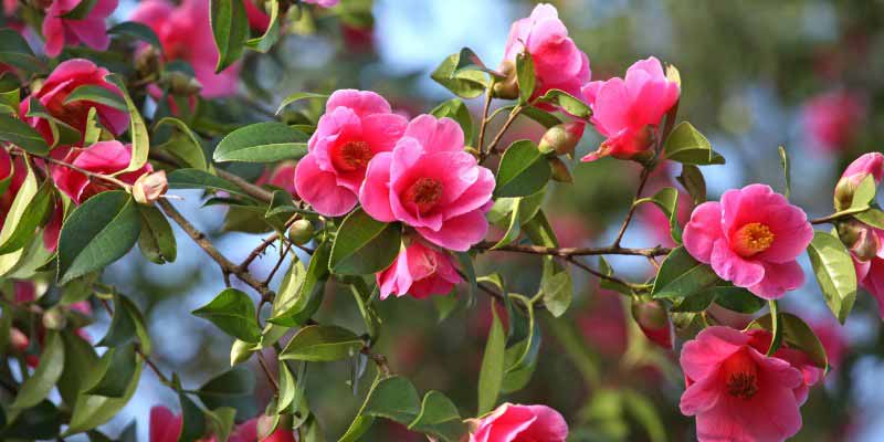Camelia a fleurs roses