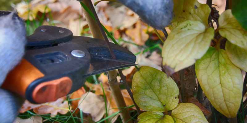 Comment tailler les clematites a floraison hivernale