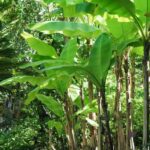 Comment tailler un bananier ?