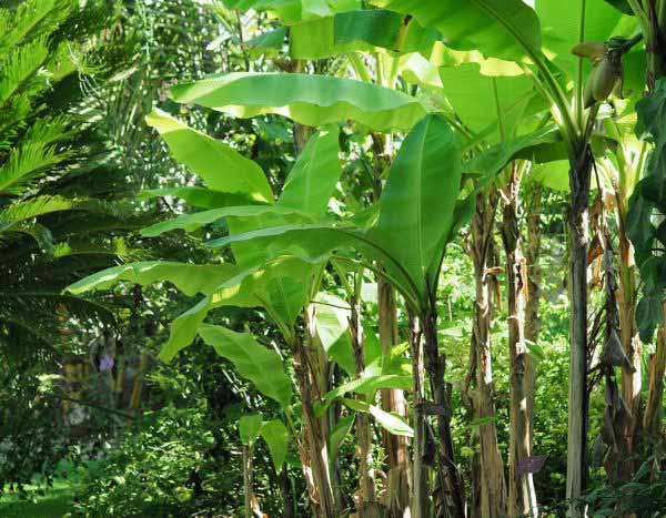 Comment tailler un bananier ?