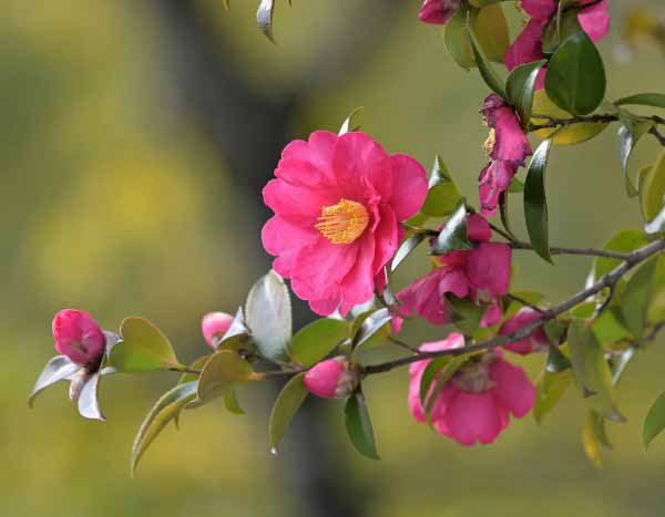 Comment tailler les camélias ?