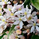 Comment tailler les clématites à floraison hivernale ?