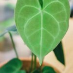 Comment entretenir un Anthurium d'intérieur au fil des saisons ?