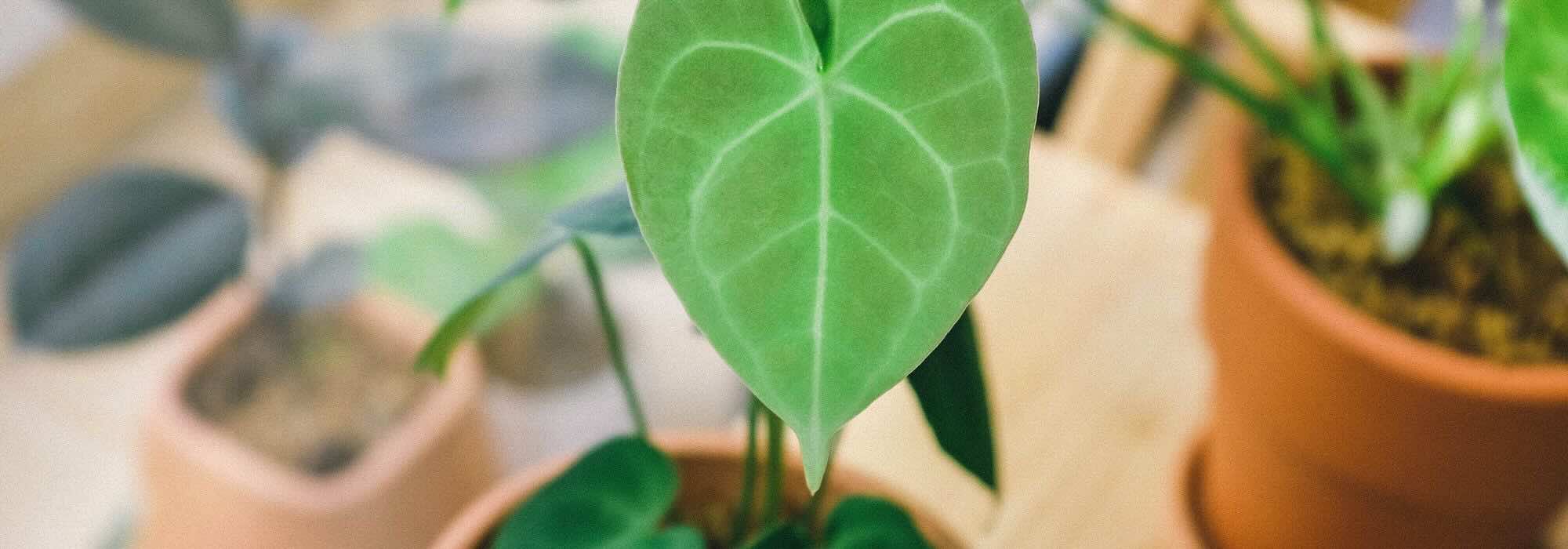 Comment entretenir un Anthurium d'intérieur au fil des saisons ?