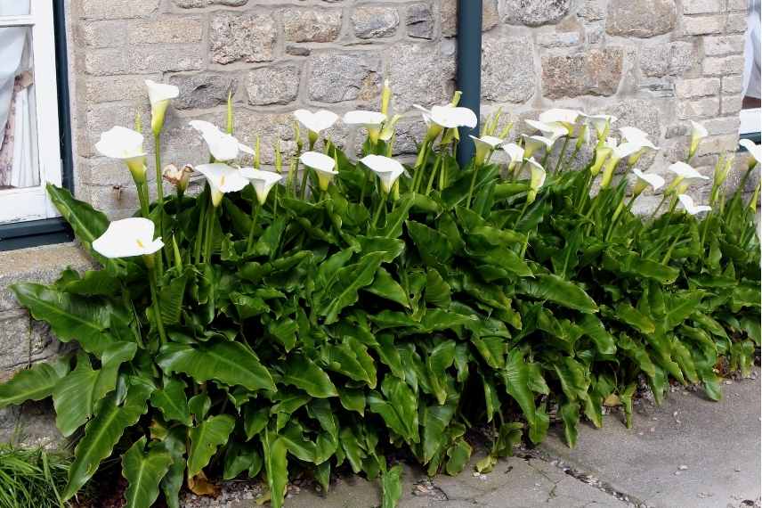 plantes mur ouest