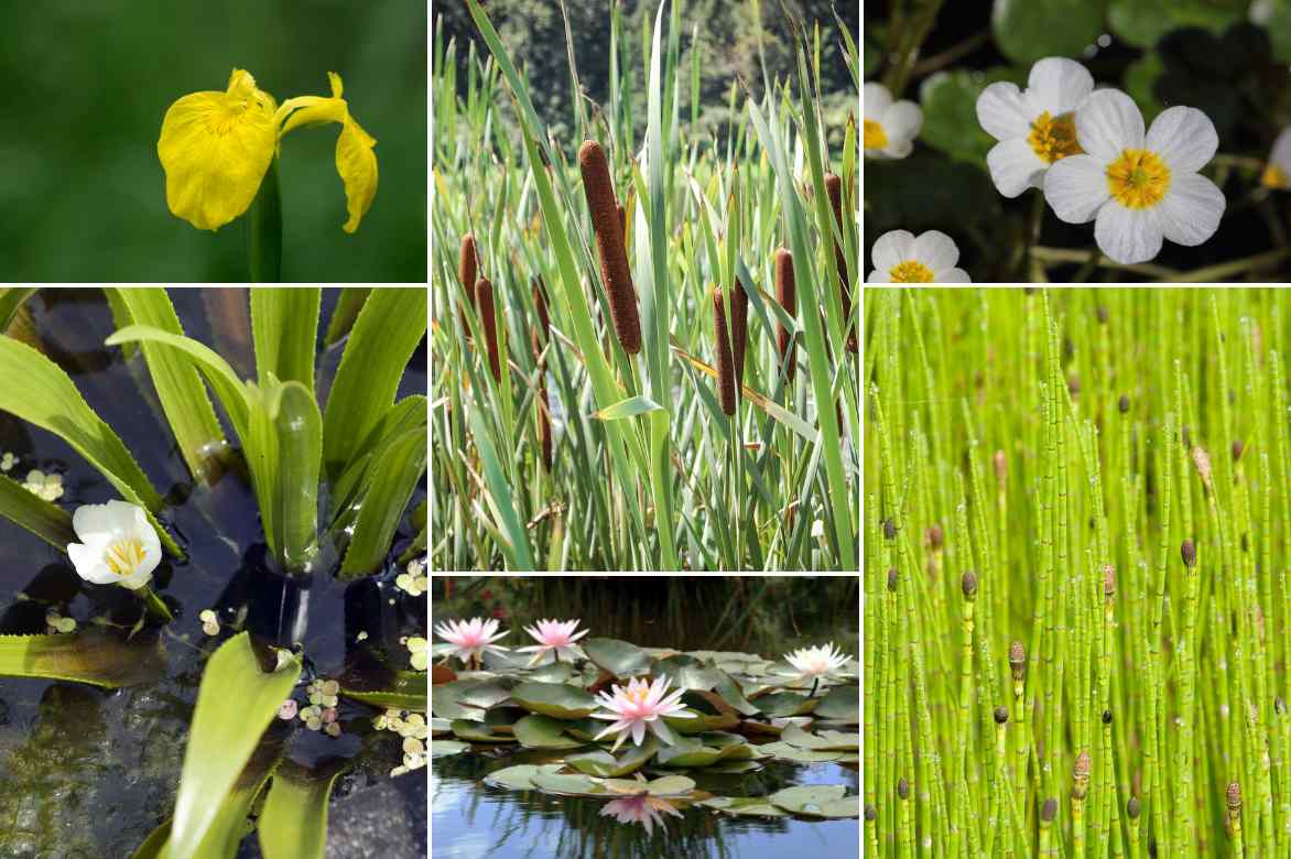 associer stratiotes aloides