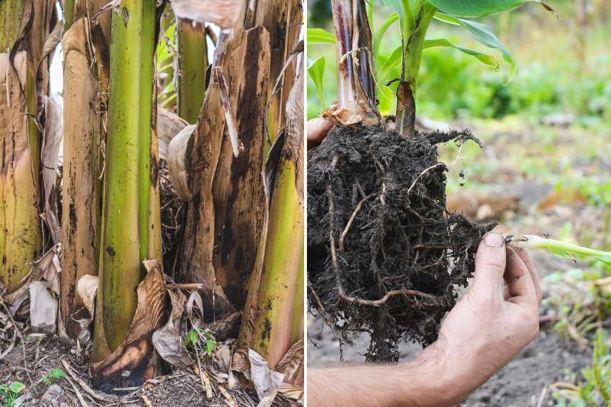 bananier multiplication