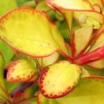 Notre sélection de Berberis à feuillage doré : illuminez votre jardin ou votre terrasse