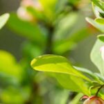 6 Berberis à feuillage vert : des arbustes robustes et décoratifs pour toutes les saisons