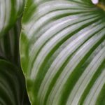 Calathea : tous nos conseils pour un entretien réussi au fil des saisons