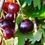 Cultiver les casseilles, des fruits entre cassis et groseilles