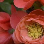 Les cognassiers du Japon à fleurs orange : pour un jardin plein de vie en fin d'hiver