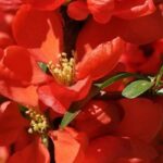 Les cognassiers du Japon à fleurs rouges : un éclat de couleur au cœur de l'hiver