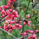 Comment bouturer le Cognassier du Japon ?