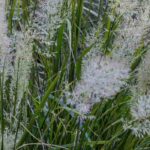 Les graminées à faible entretien : des alliées pour un jardin sans contraintes