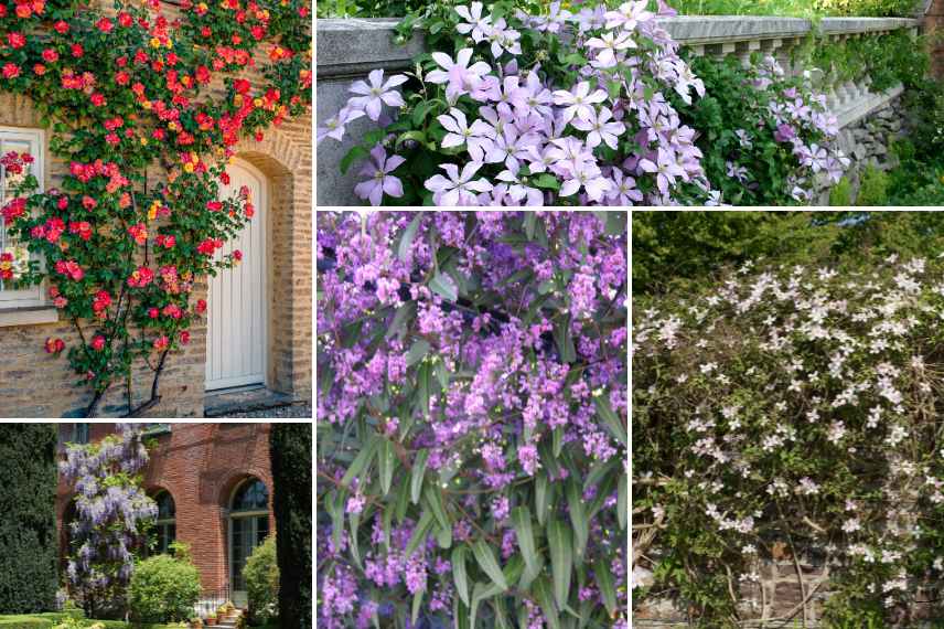 quelles plantes pour mur a l ouest