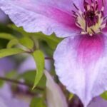 Cultivez des plantes grimpantes à fleurs violettes pour embellir le jardin