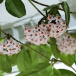 Hoya : tous nos conseils pour l’entretien au fil des saisons