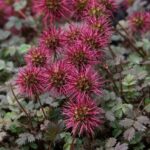 Comment multiplier l’Acaena ou lampourde ?