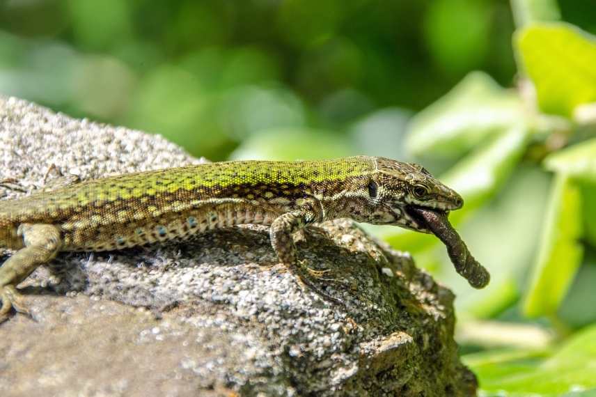 reptiles auxiliaires du jardin