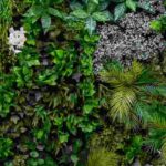 Comment créer un mur végétal sur un balcon ?