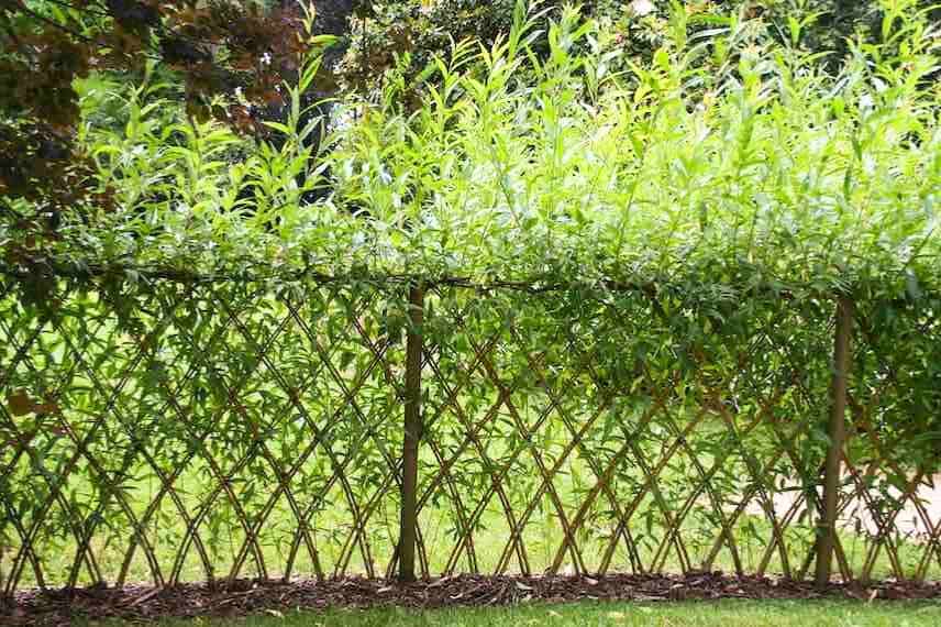 cloture en osier ou saule vivant et tressé